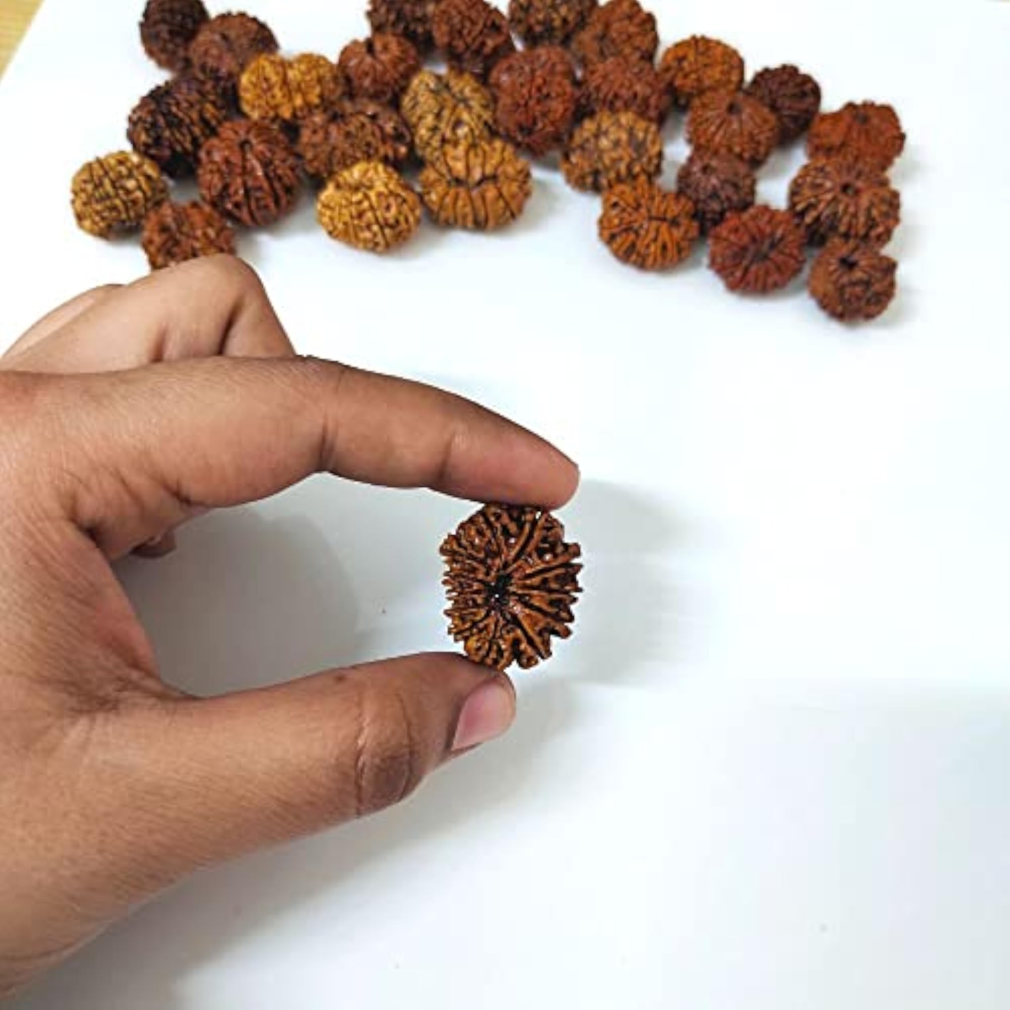 Natural 12 Mukhi Twelve Faced Nepali Rudraksh